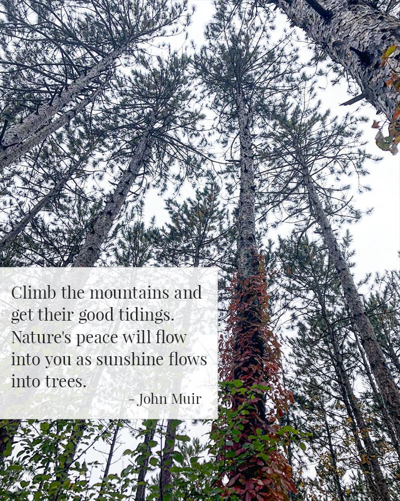 Quote: Climb the mountains and get their good tidings. Nature's peace will flow into you as sunshine flows into trees.  - John Muir